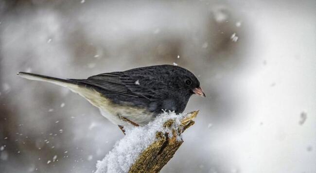 dark eyed junco bird perches on snowy branch