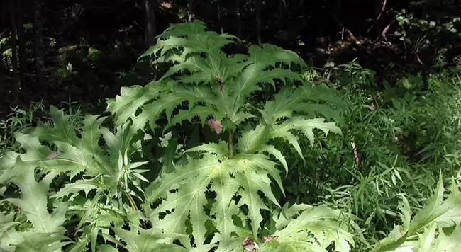 Giant hogweed