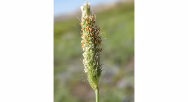 seed head of a grass