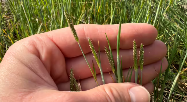 hand holding small grass