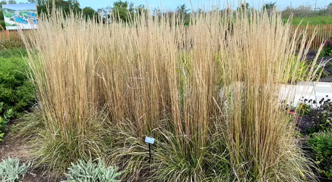 Clumps of feather reed grass in a garden