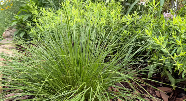 grass in a pollinator garden