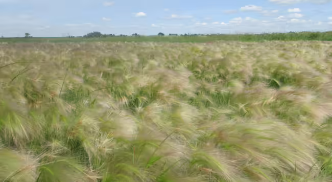 field of squirreltail barley