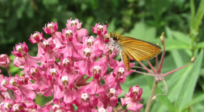least skipper on swamp milkweed