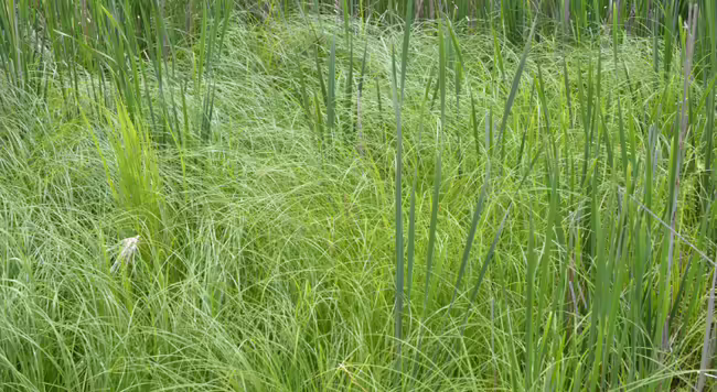 patch of cordgrass among cattails