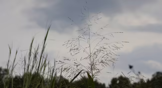 silhouette of panic grass