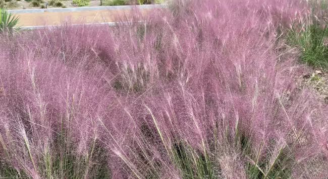 clump of grass with pink seed heads