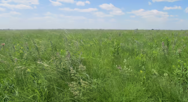 tallgrass prairie