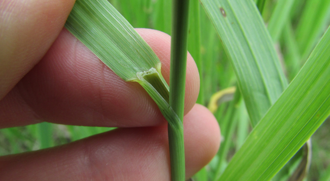 leaf blade pulled back from stem to show the ligule