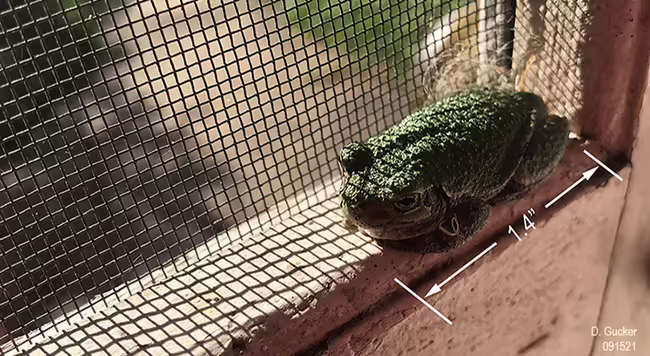 Gray Tree Frog on Porch Door