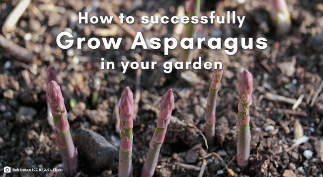 How to successfully grow asparagus in your garden. purple-green asparagus spears emerging from soil.