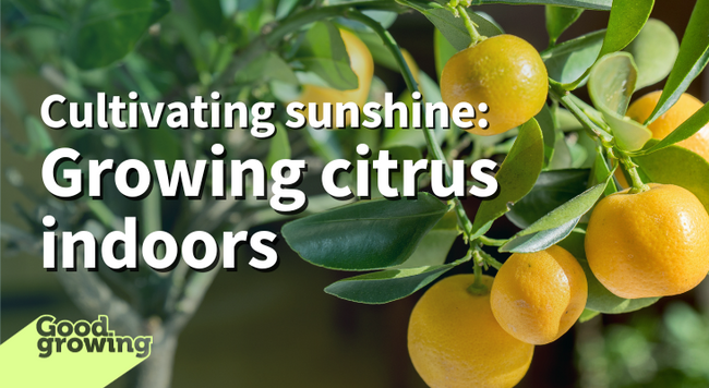 Cultivating sunshine: Growing citrus indoors. A citrus tree with yellow fruit.