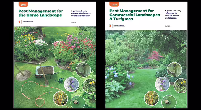Pictures of the two handbook covers described in the article