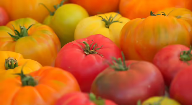 heirloom tomatoes of various colors on a table