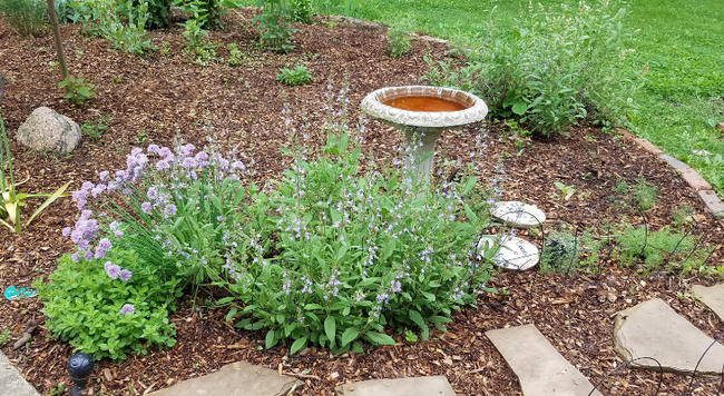 Flowering herbs provide ornamental beauty to the edge of this pollinator garden