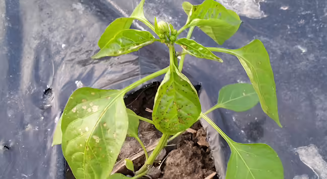 pepper plant with herbicide injury