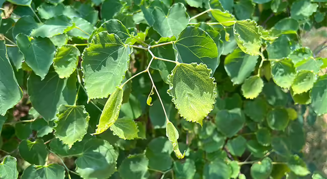 herbicide injury redbud tree