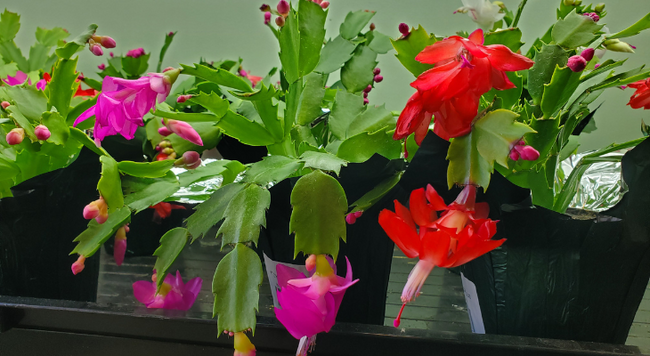 Several thanksgiving cactuses blooming with flowers.