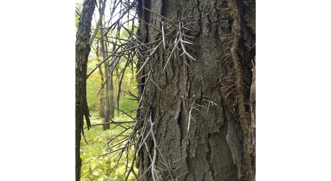 Honey locust can have large and terrifying thorns making it one of our spookiest native trees.