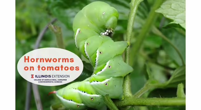 a large tobacco hornworm feeding on a tomato leaf