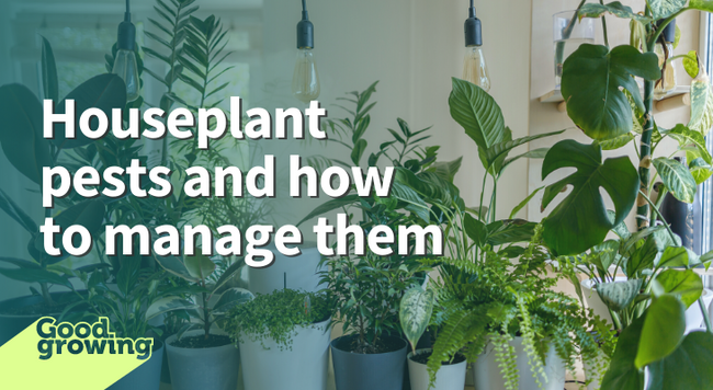 Houseplant pests and how to manage them. Grouping of green houseplants in pots in a home