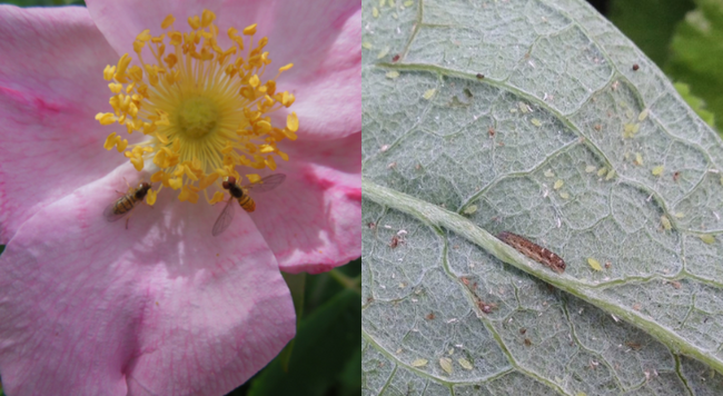 Hover fly and larvae photos