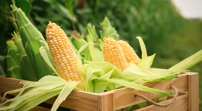 Ears of opened sweet corn stacked in a wooden crate. 