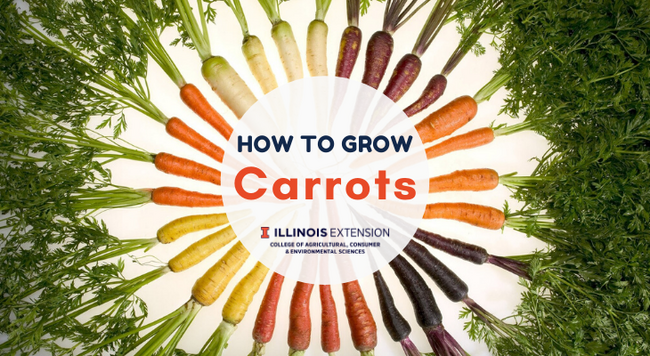 orange, white, purple, red, and orange circles arranged in a circle. Carrots still have leaves attached.