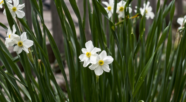 Paperwhites in winter