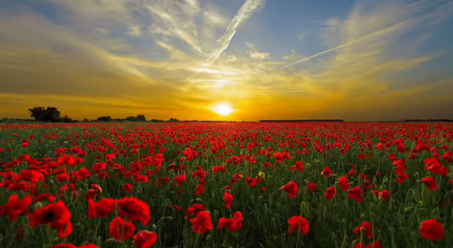Poppies at sunset