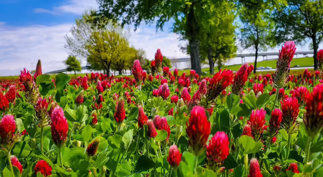 Crimson Clover