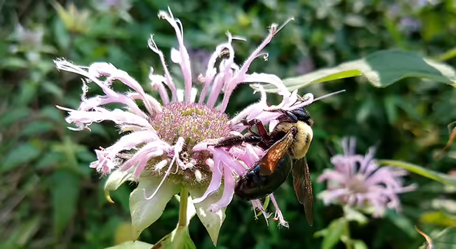 A carpenter bee on a beebalm flower