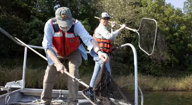 A man and a woman stand in a boat holding long pole nets to capture stunned fish