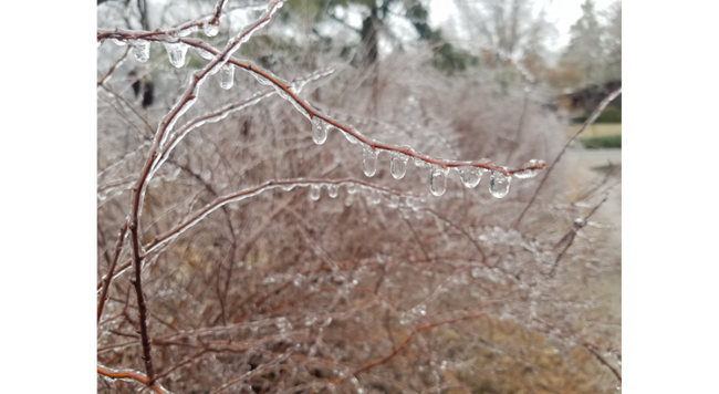 Ice accumulation yesterday resulted in damage to many trees and shrubs in our area.