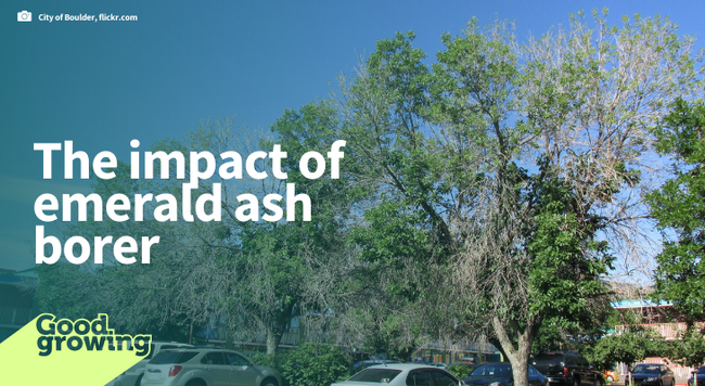 The impact of emerald ash borer. Dying ash trees with thinning canopies. 
