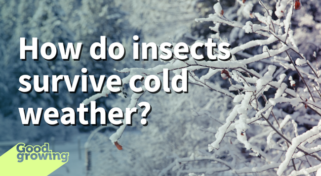 How do insects survive cold weather? Tree branches covered in snow