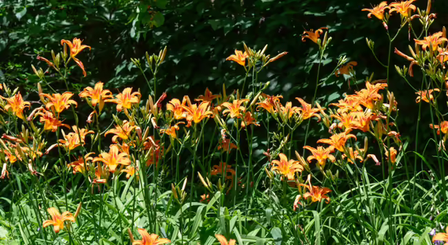 orange ditch lilies spreading through dense green foliage