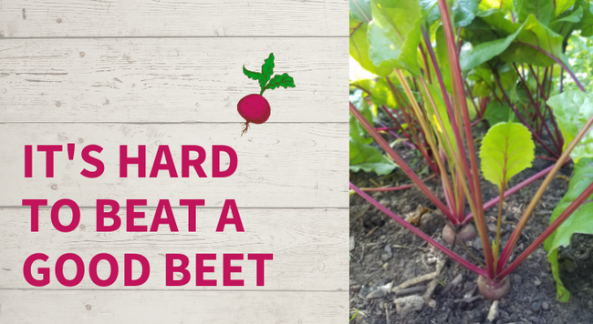 beet growing with title "it's hard to beat a good beet"
