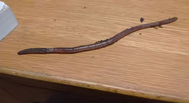 jumping worm