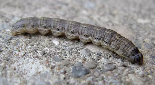 A black cutworm larva. 