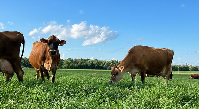Jersey cows grazing under a sunny blue sky in a green pasture.