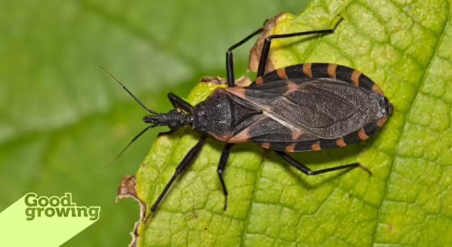 kissing bug on a leaf