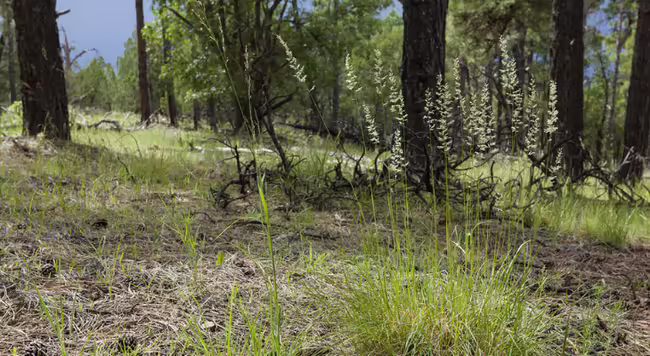 clump of Junegrass in a forest with trees in the background