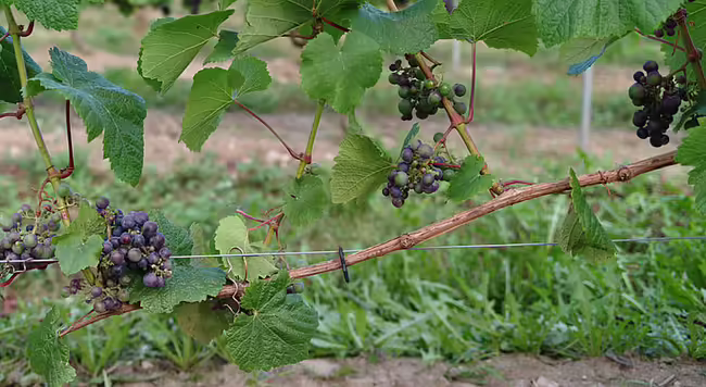 a well-aerated, thinned, and summer-pruned grapevine