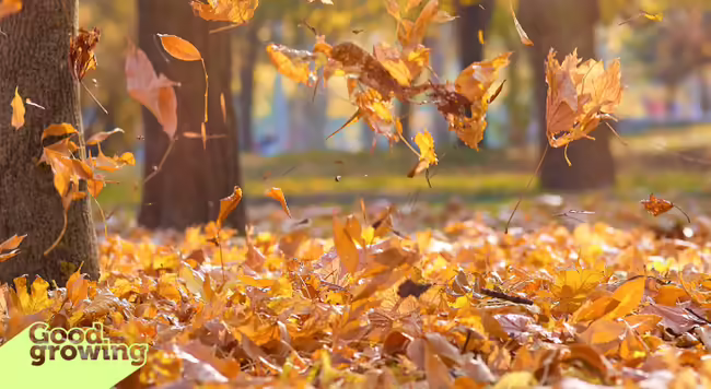 Leaves falling from trees onto a pile of leaves on the ground