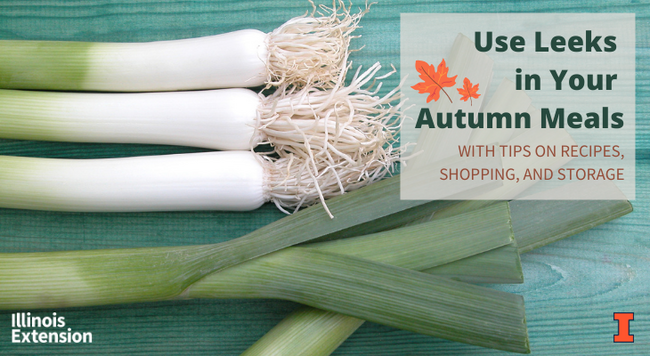 Use leeks in your autumn meals: with tips on recipes, shopping, and storage. Background includes leek tops and ends on light blue wood background