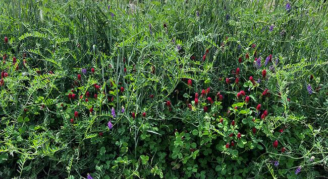 a garden plot of hairy vetch, red clover, and wheat cover crop