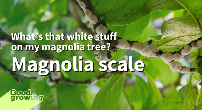 What’s that white stuff on my magnolia tree? Magnolia scale. Magnolia scale on the branch of a magnolia tree.