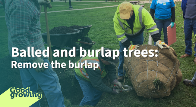 people planting balled and burlap tree using wire clippers to remove wire cage