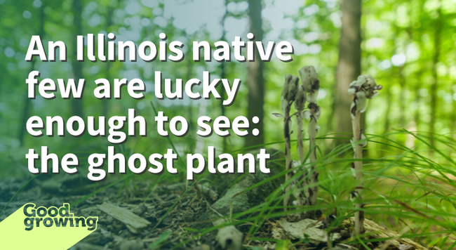 An illinois native few are lucky enough to to see: the ghost plant woodland with group of ghost plant in foreground